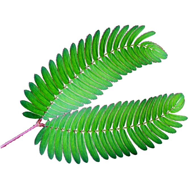 Sprigbox - Wholesale Plant Seeds - Mimosa Grow Kit | Wooden Planter | Touch-Me-Not |Unique Gift5