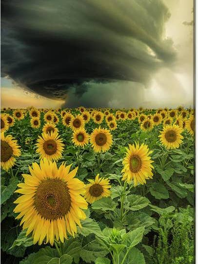 Beautiful Destruction - Canvas Print for wholesale by HomeGroen Photography