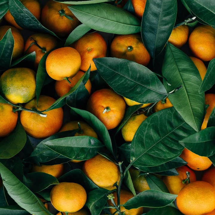 BellaTerra – wholesale Olive oil – Sicilian Mandarin - Volcanic Grown Extra Virgin Olive Oil