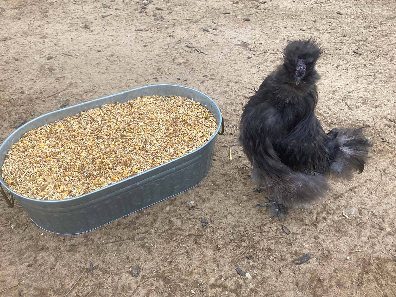 Dahlia Pets - Wholesale Pet food – Not cat/dog - 16% Premium Layer Feed With Black Soldier Fly Larvae, Fishmeal, & Herbs {Soy Free + High Protein}1