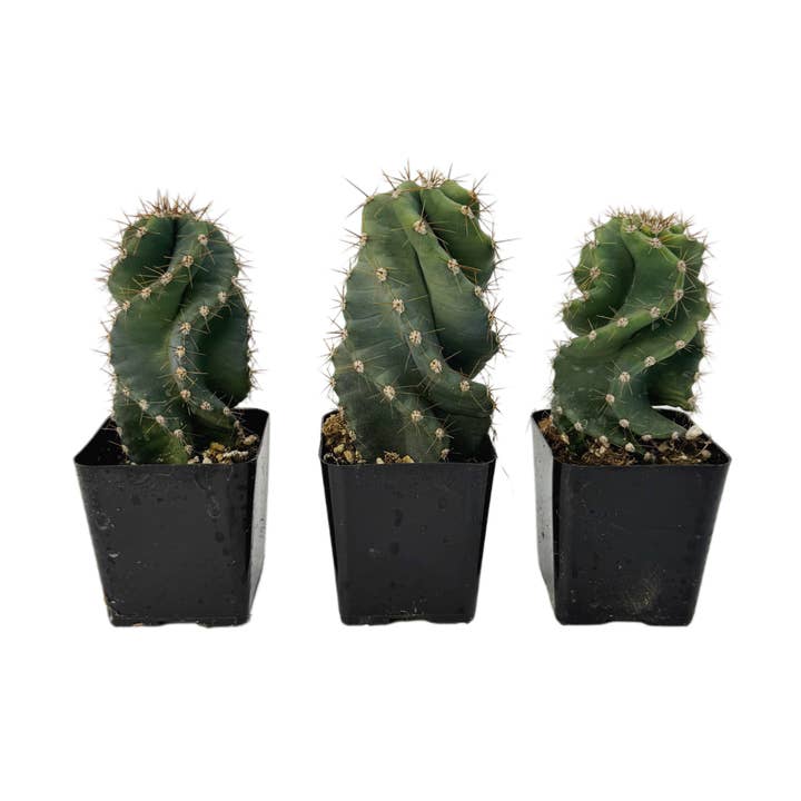 Spiral Cactus | Extra Small 2.5” | Cereus forbesii spiralis for wholesale by Succulent Wholesale