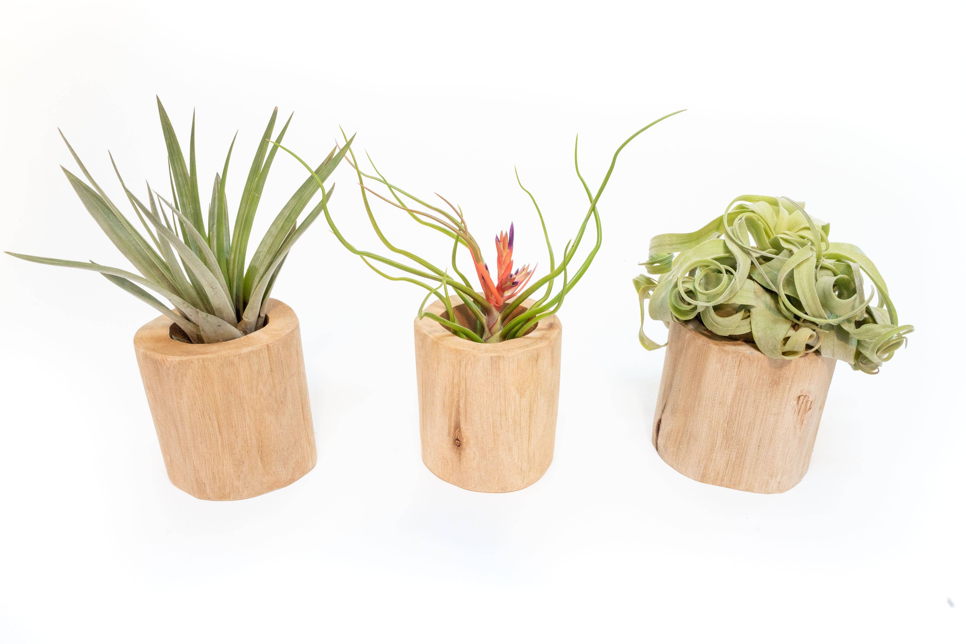Air Plant Shop - Wholesale Plant Pot - Driftwood Containers3
