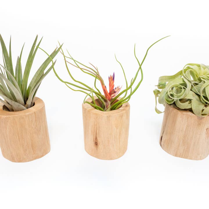 Air Plant Shop - Wholesale Plant Pot - Driftwood Containers3