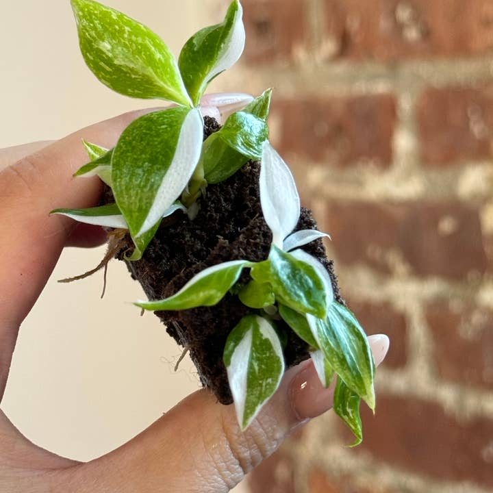 PlantTheStudio - Wholesale Live Plant - Philodendron White Princess Starter Plant0