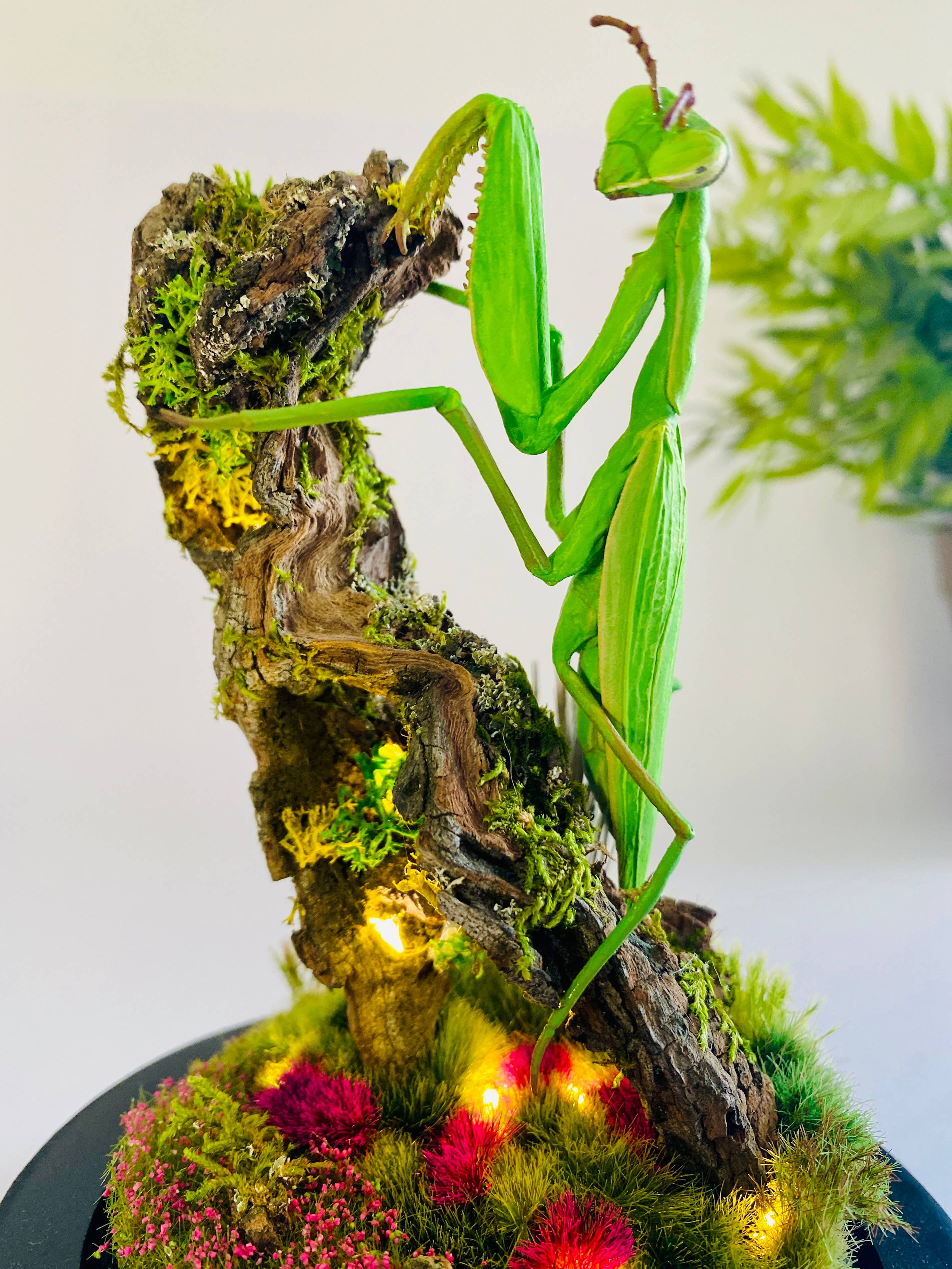Thingx - Wholesale Decorative Tabletop Object - The praying mantis, curiosity under a glass dome7