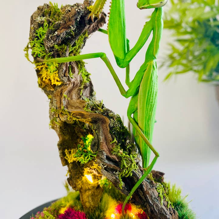 Thingx - Wholesale Decorative Tabletop Object - The praying mantis, curiosity under a glass dome7