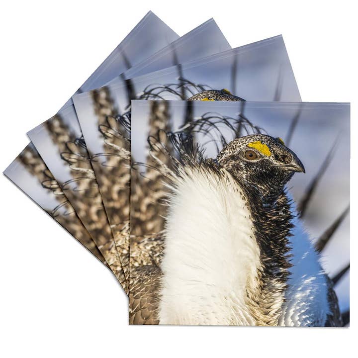3dRose - Wholesale Coasters - 3dRose, USA, WY. Portrait of a male Greater Sage Grouse on a lek in Spring., Coaster
