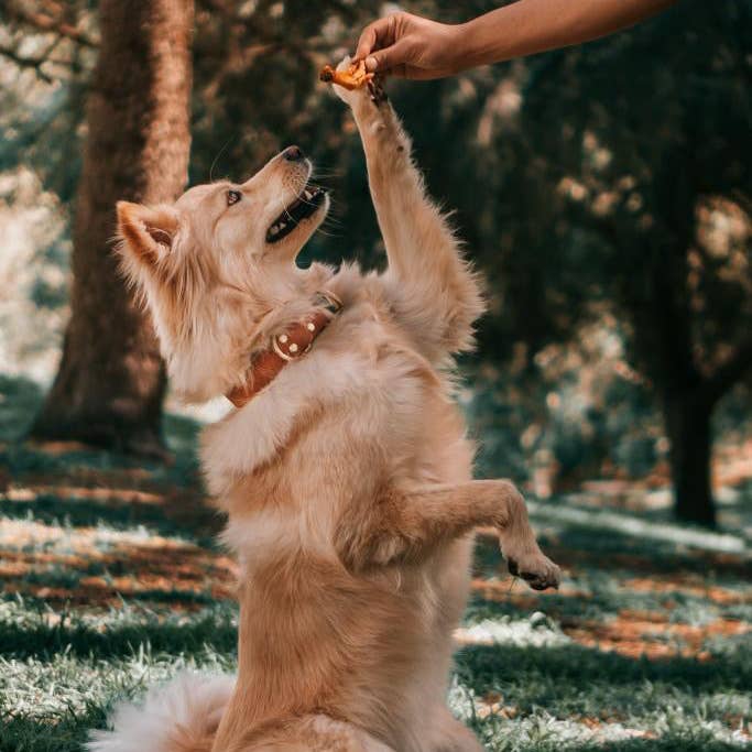 Wild n Fresh Treats - Wholesale Pet Treats - Dog - Dehydrated Duck Feet1