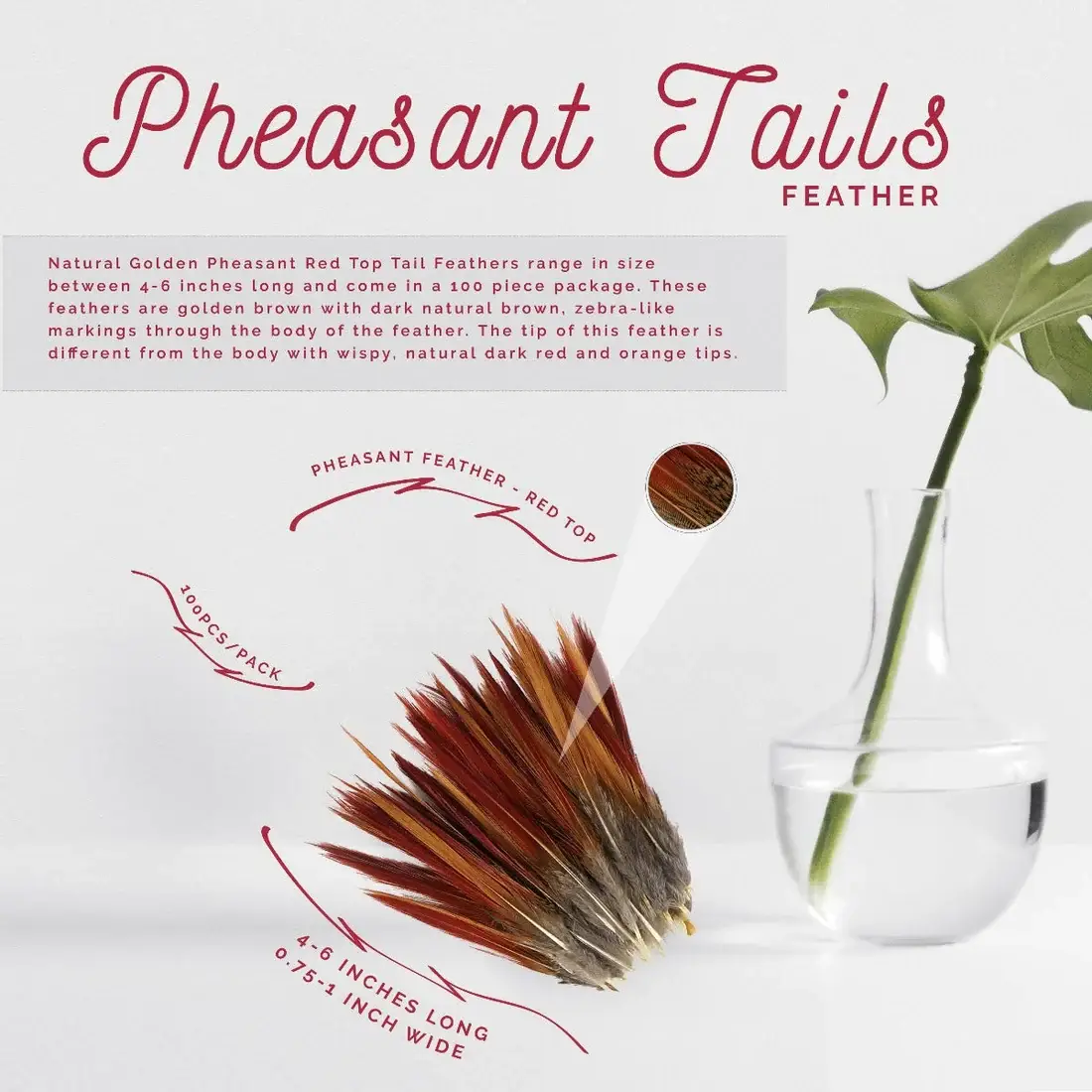 Zucker Feather Products – wholesale Feathers – 10 PC/PKG Golden Pheasant Red Top Tails 4-6" - Natural3