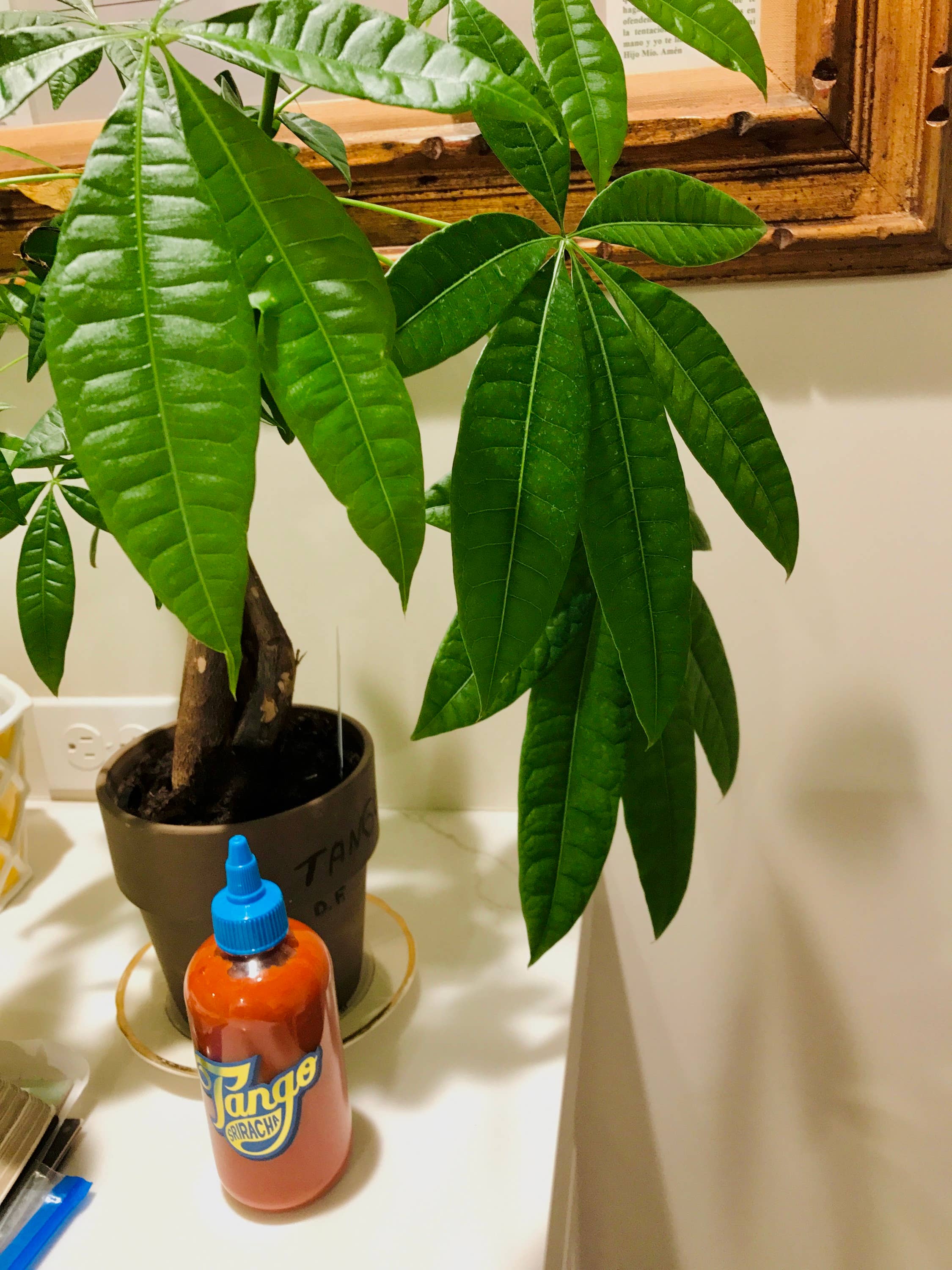 Tango - Wholesale Hot Sauce - Sriracha Tango5