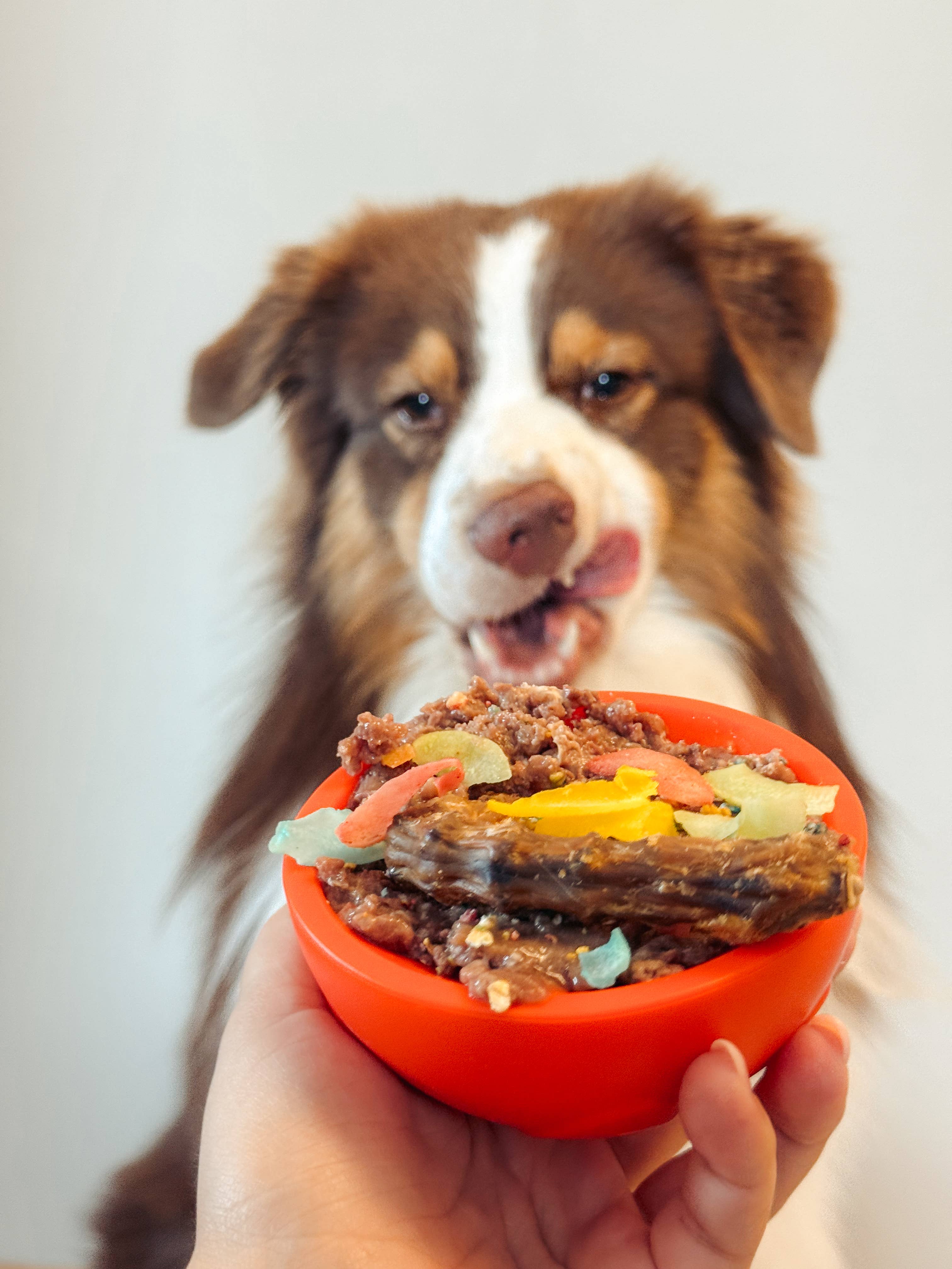 Doggotique - Wholesale Pet Bowl - Cat/Dog - Paw Bowl Snack Toy for Dogs, Slow Bowl Dog,17