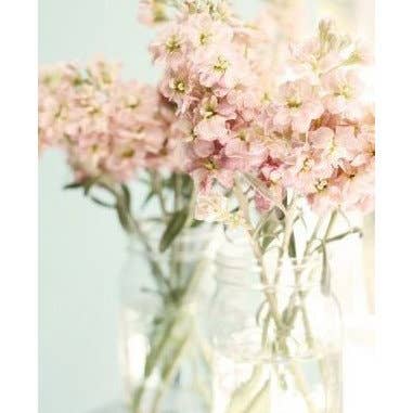 Florasource - Wholesale Fresh Cut Flowers - Stock Maison1