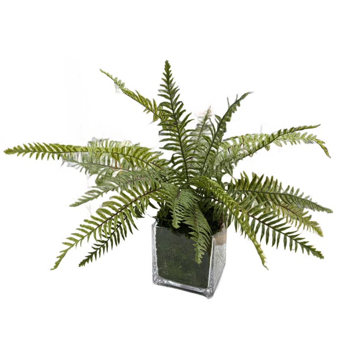 FOUGÈRE DOUCE CUBE EN VERRE 6" pour la vente par The Ivy Guild