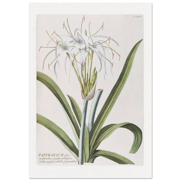 Pancratium por atacado de Maison de Paloma