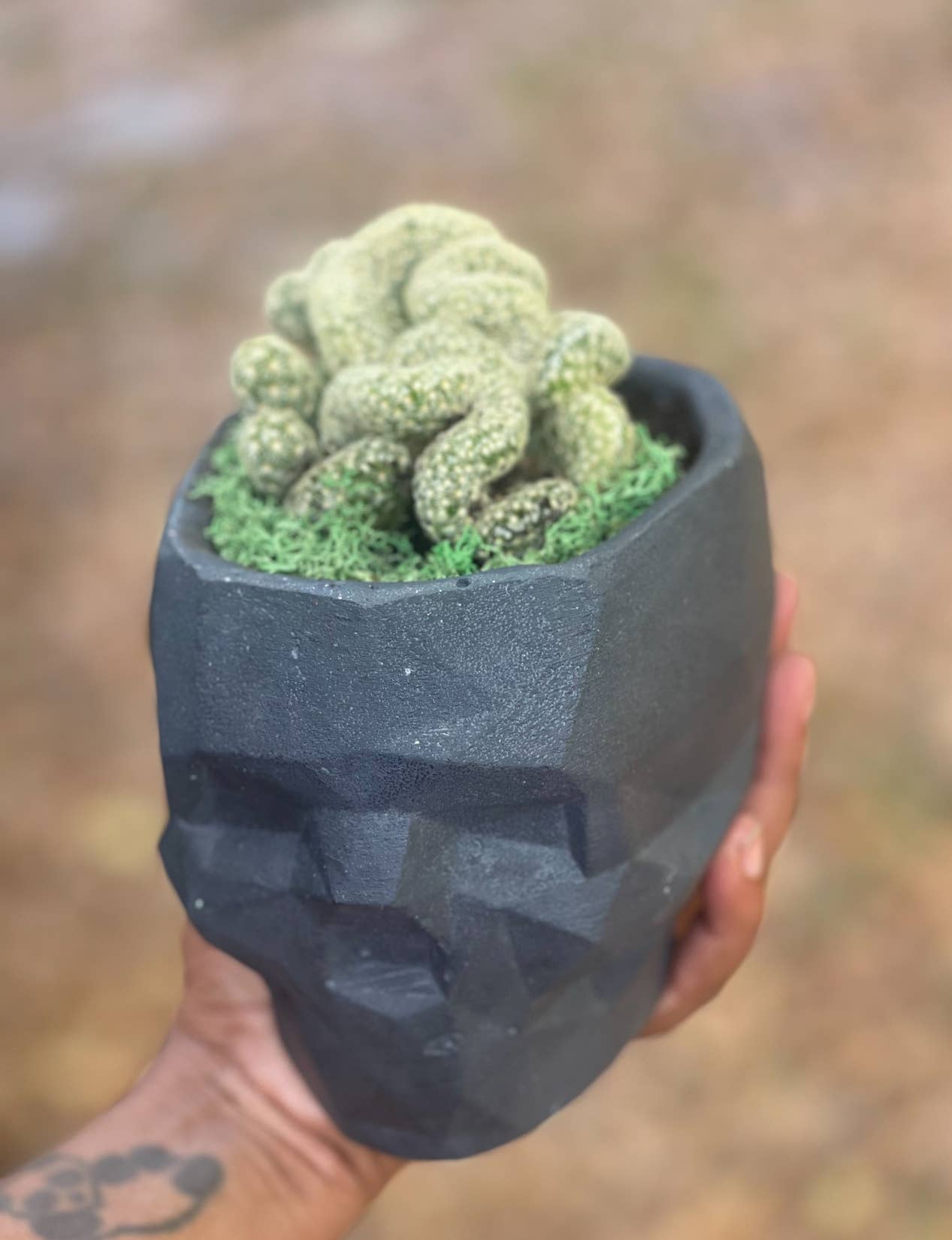 Queen City Crete - Vendita all'ingrosso Vasi per piante - Vaso da fiori Victor Geometric Concrete Skull 2