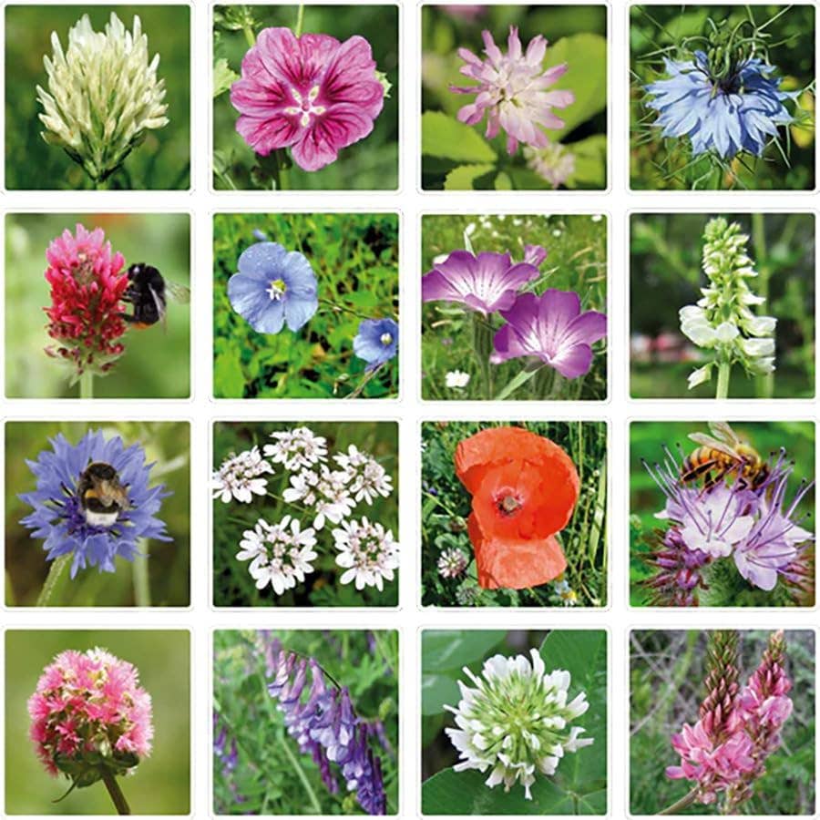 Buzzy Seeds Grow Gifts - Wholesale Plant Seeds - Egg Carton “Hello Spring” – 6 Wildflower Seed Bombs Gift4