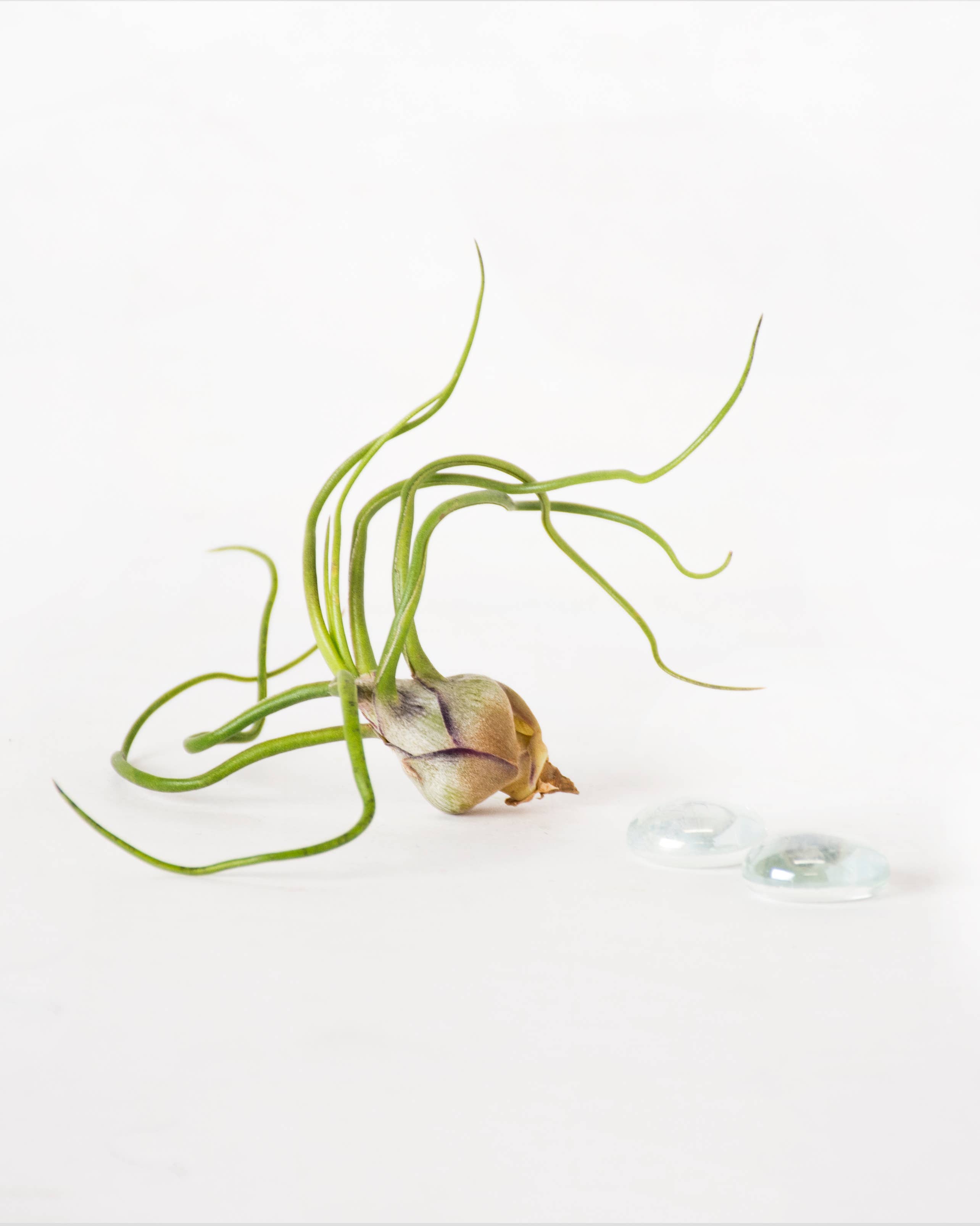 SuperMoss – wholesale Live plant – Tillandsia Bulbosa Guatemala Air Plant1