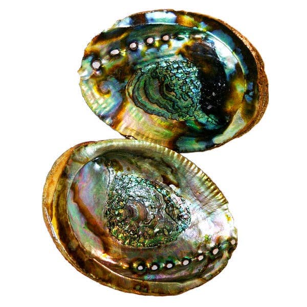 Abalone shells for smudging, beauty & harmony for wholesale by Body Mind & Soul