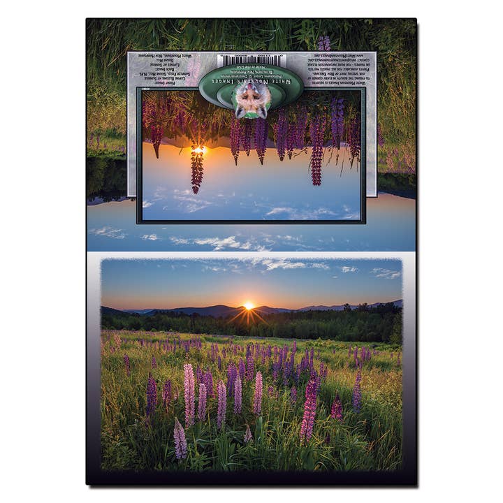 #2061 Lupine Florece al amanecer Notecard para venta al por mayor de White Mountain Images
