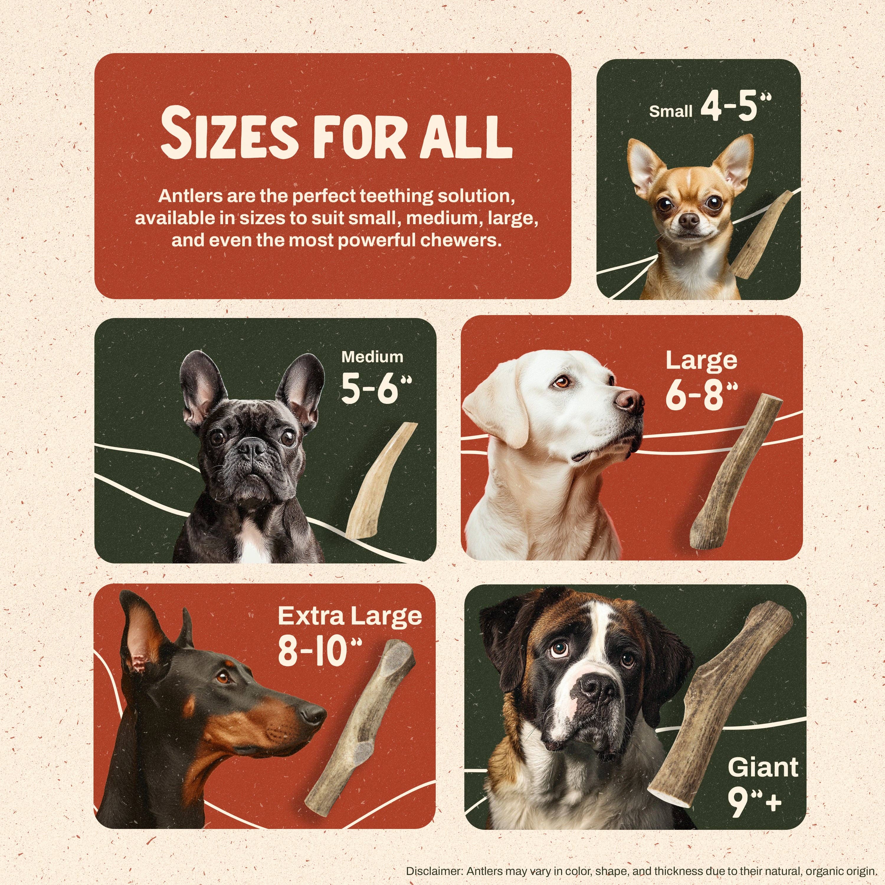 Heartland Antlers - Wholesale Pet Chew Toy - Dog - Whole Elk Antler Chew - Giant (85+ lbs)5