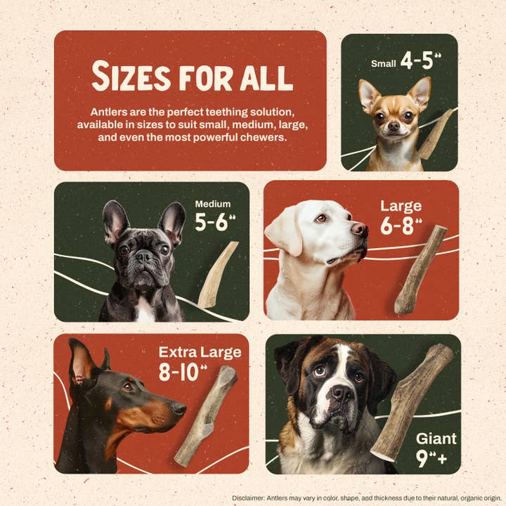 Heartland Antlers - Wholesale Pet Chew Toy - Dog - Whole Elk Antler Chew - Giant (85+ lbs)5