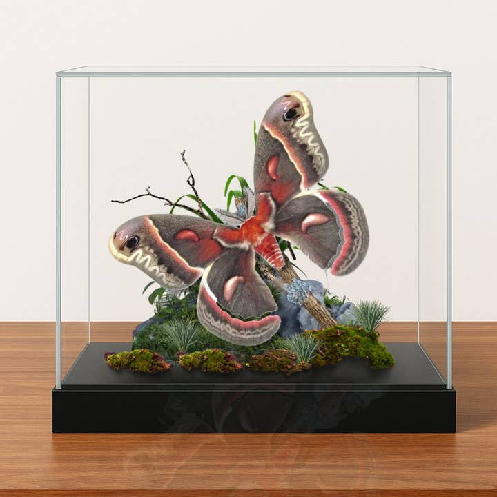 Diorama en forme de papillon en véritable Cecropia, 6 x 8 x 6 pouces pour la vente par Instar Innovations