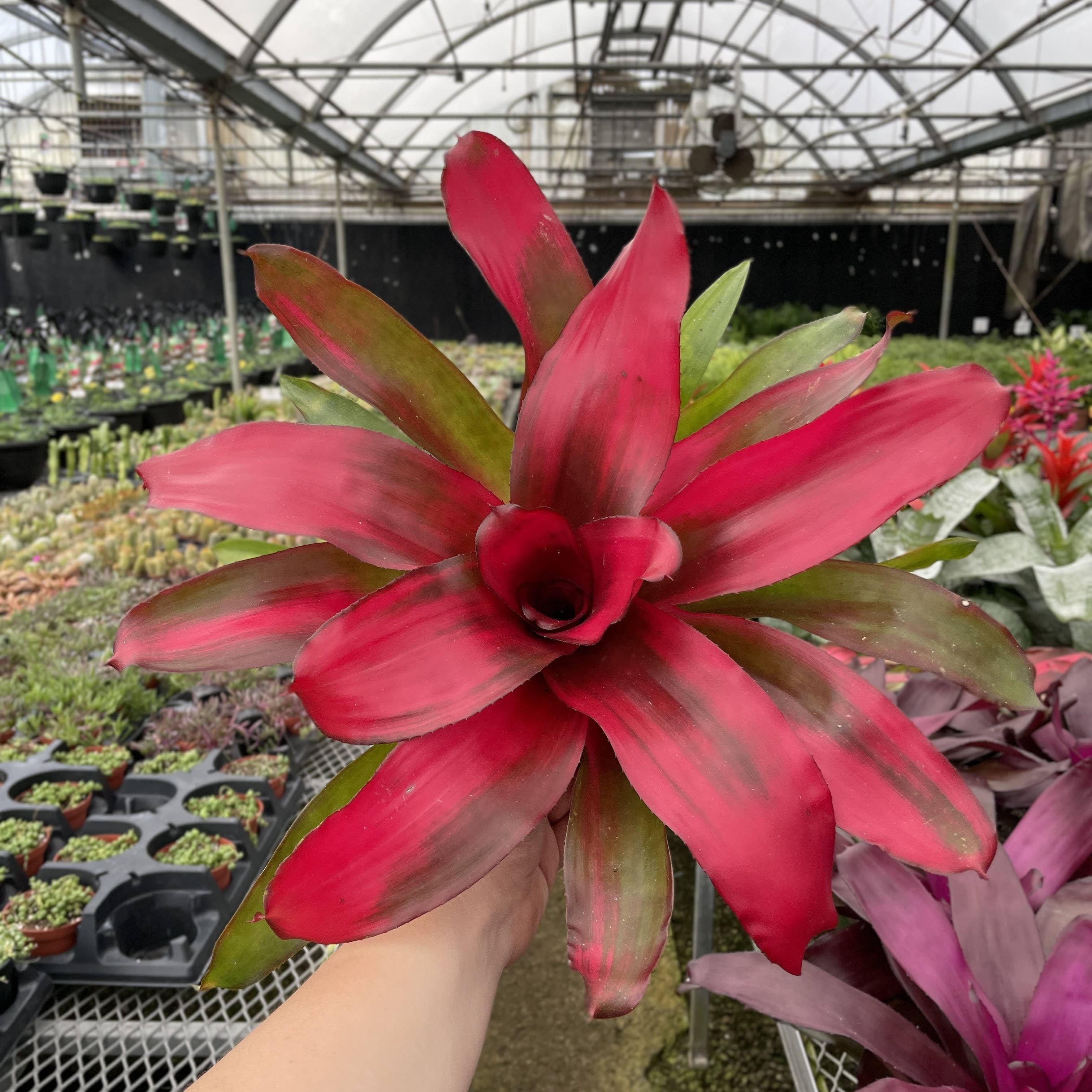 Thorsen's Greenhouse - Wholesale Live Plant - Bromeliad Neoregelia 'Neos' - Live Plant - Assorted1