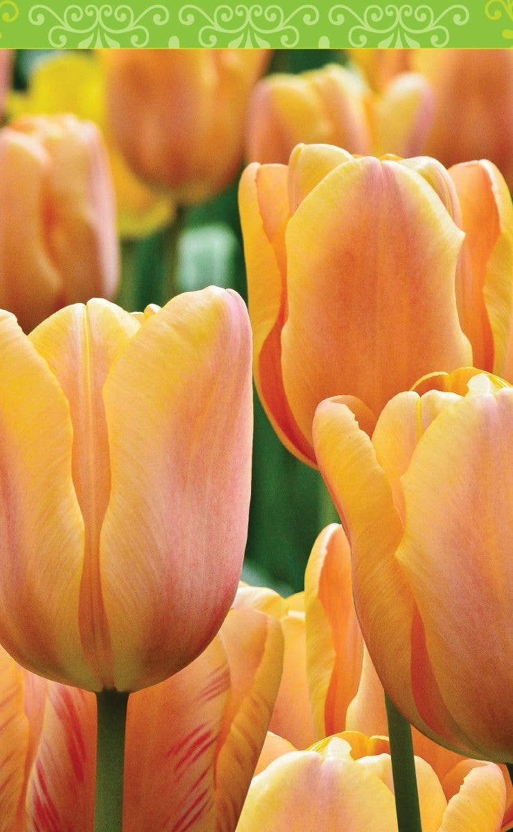 Springbok Puzzle - Wholesale Playing Cards - Spring Tulips Bridge Tally Sheets Playing Cards Accessory0