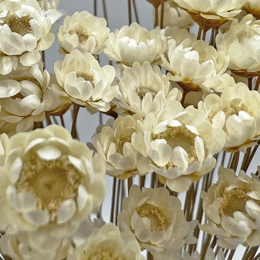 2626 Designs - Vendita all'ingrosso Fiori finti - Fiore Piccola Stella Preservato, 40-50 cm di lunghezza8