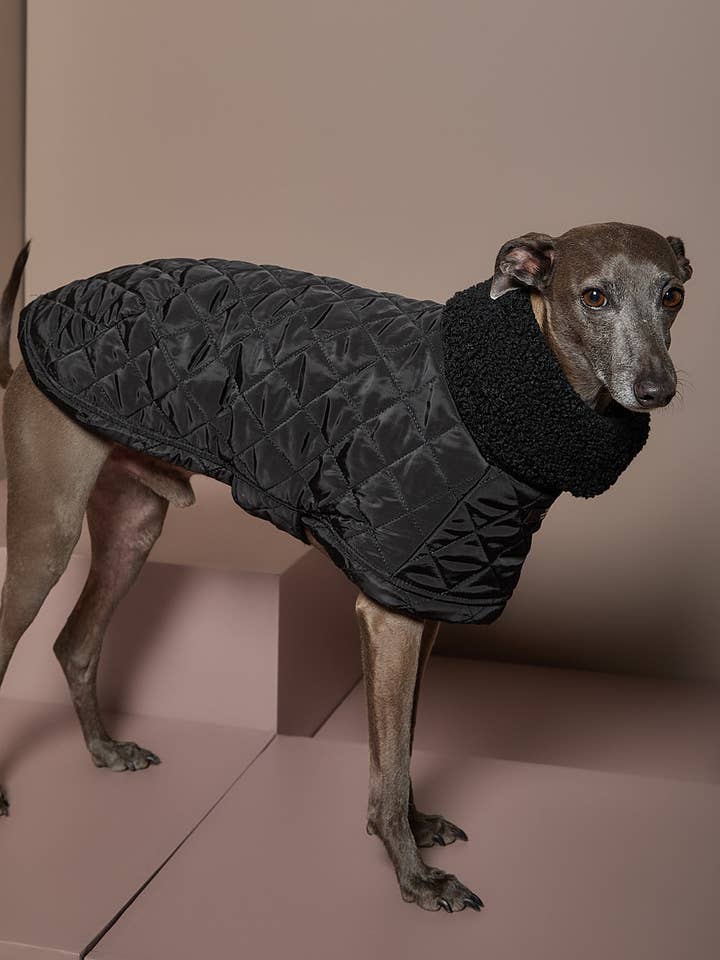 Italienisches Windspiel / Whippet Schwarzer Rollkragenumhang HIRO für den Großhandel von The Striped Dog