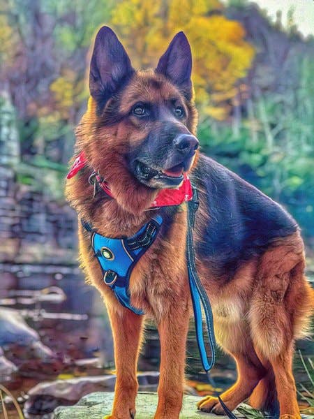 Headlight Harness - Venta al por mayor Correa - Perros - Colecciones de Invierno/ Primavera/ Correas de Colores Brillantes/ REGALOS PARA PERROS5