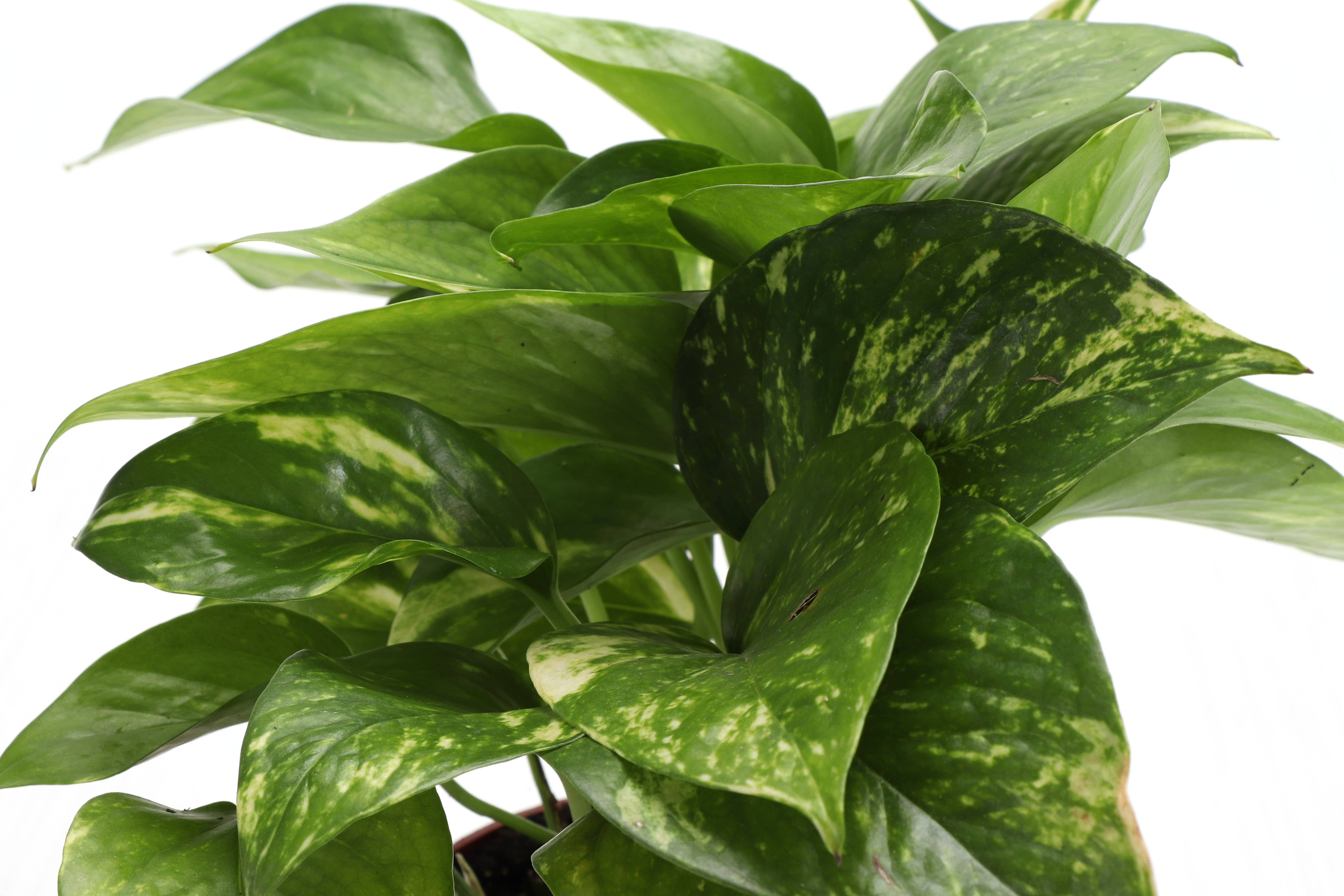 Thorsen's Greenhouse - Wholesale Live Plant - Golden Pothos Plant - Live Plant6