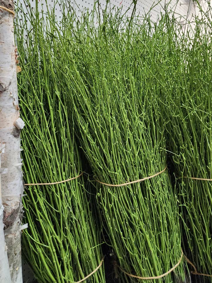 Lime Green Birch Branches 3'-4' (bulk bundles, 120 twigs) for wholesale by Northwoods Natural Accents