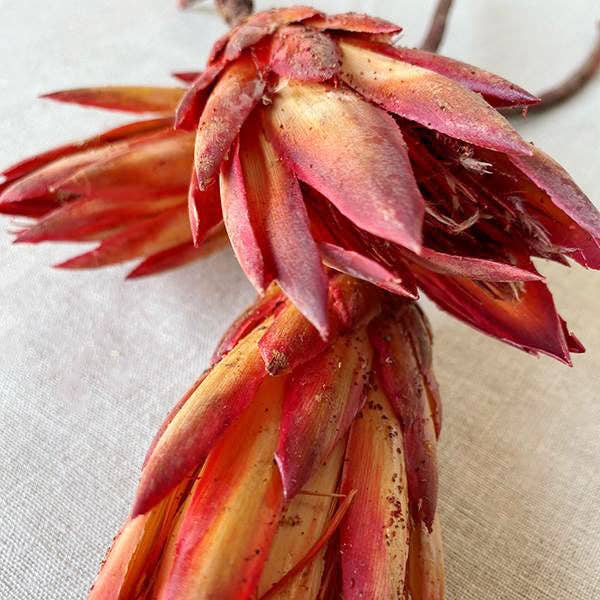 Bloomist - Wholesale Dried/pressed flowers - Dried Protea Flowers1