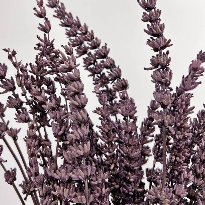 2626 Designs – Flores secas/prensadas por atacado – Ramos de Lavanda Seca Preservada 21" Várias Cores