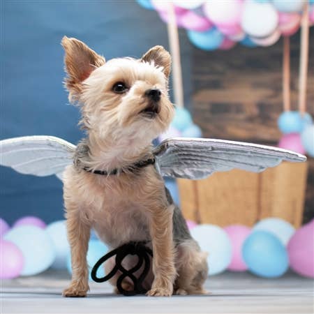 Dogo Pet - Wholesale Pet Costume - Dog - Angel Wings8
