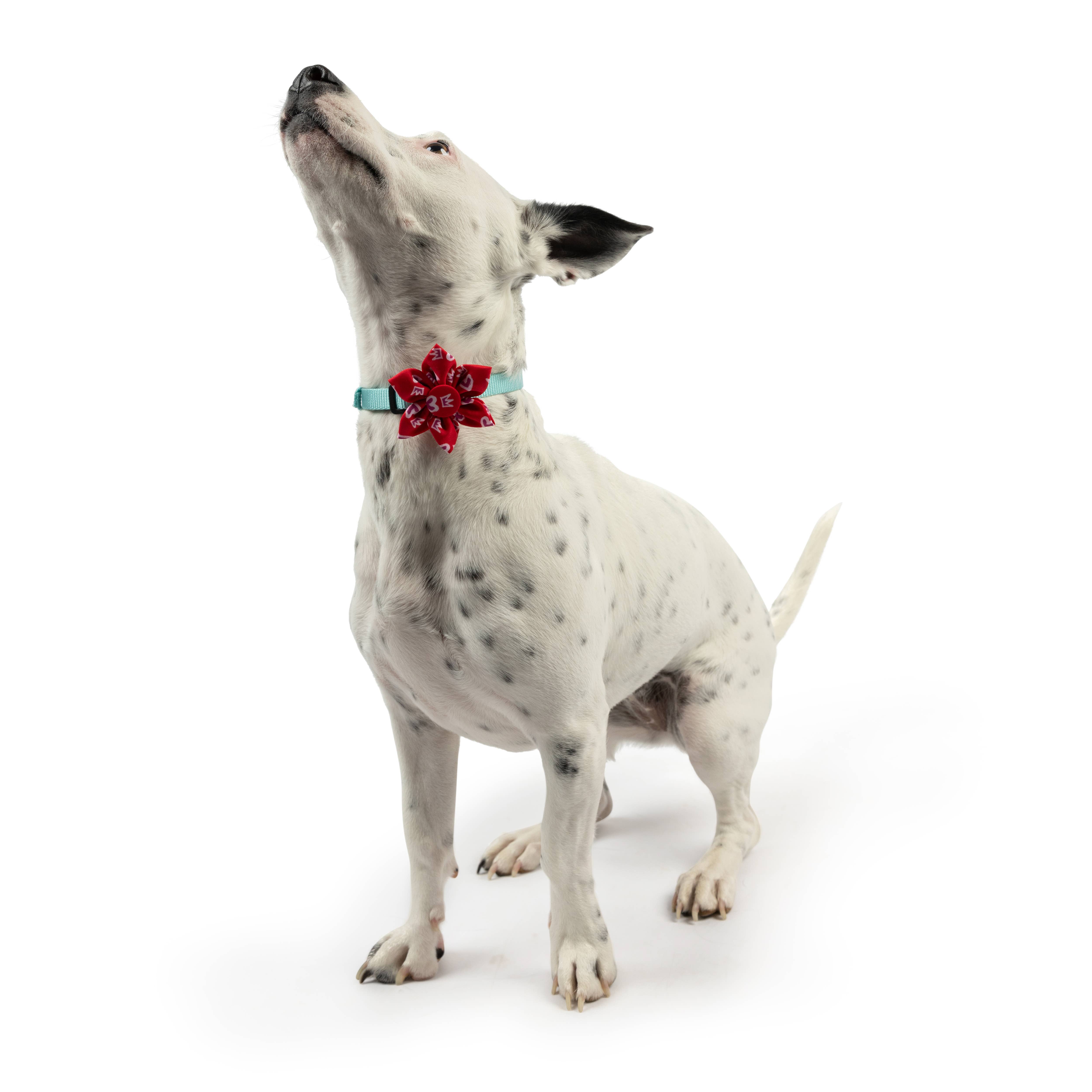 Huxley & Kent – wholesale Fluga - Katt och hund – Kung och drottning av hjärtan Pinwheel5