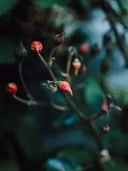 Rosebud & Regenerate Moon Soak for wholesale by Bodhi Bear Apothecary