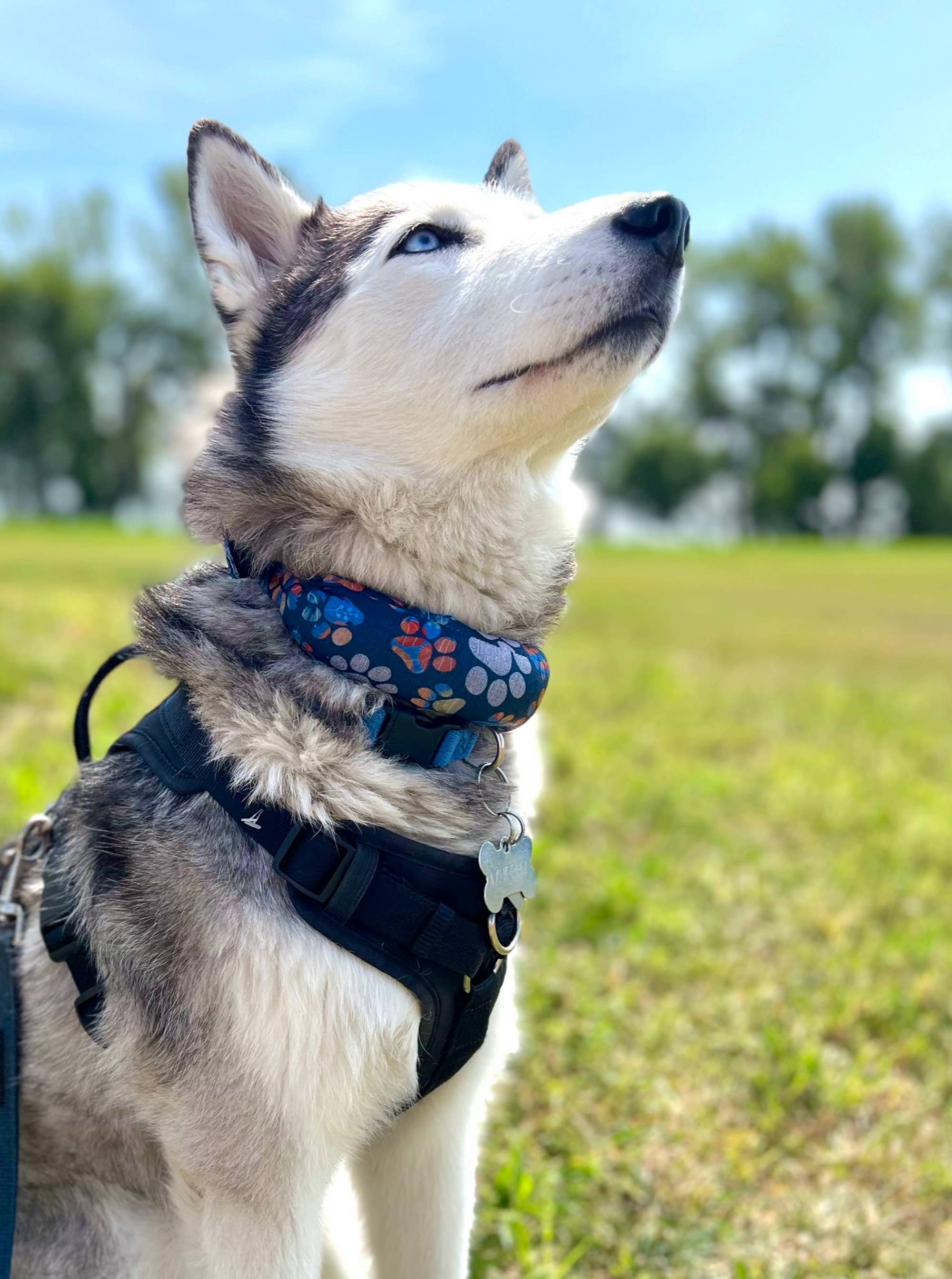 Whiskers 'n Paws Unique Pet Gifts, LLC – Großhandel Haustier-Bandana – Hund – Kühlender Halswickel für Hunde und Katzen4