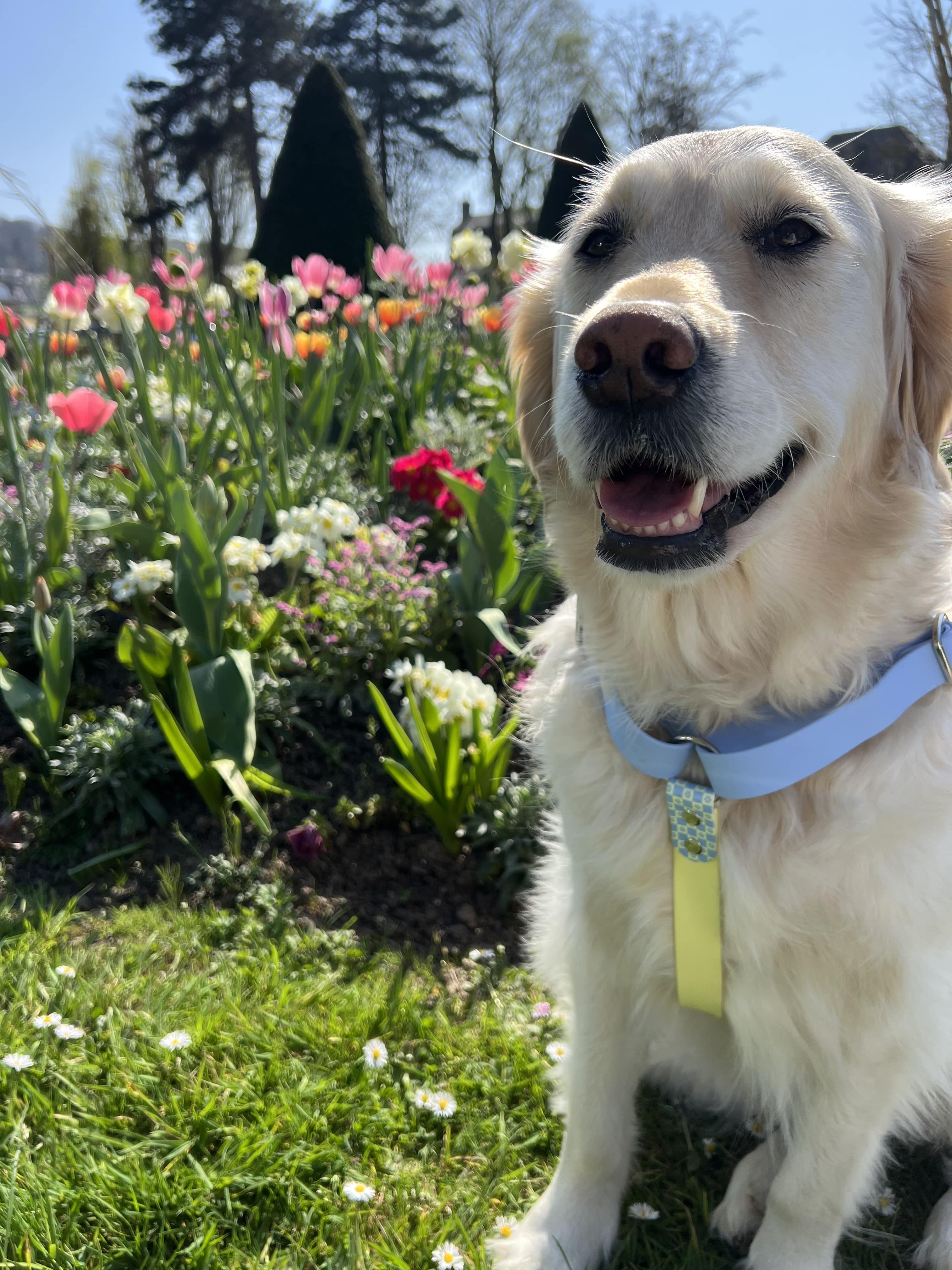 Splash By Happy - Wholesale Pet Collar - Dog - 🌼 Happy Flower 🌼11