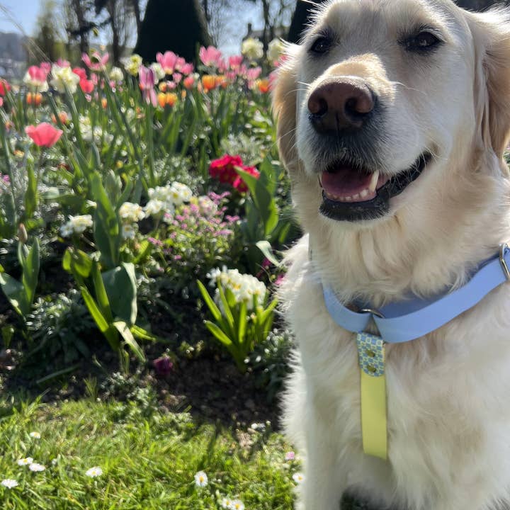 Splash By Happy - Wholesale Pet Collar - Dog - 🌼 Happy Flower 🌼11