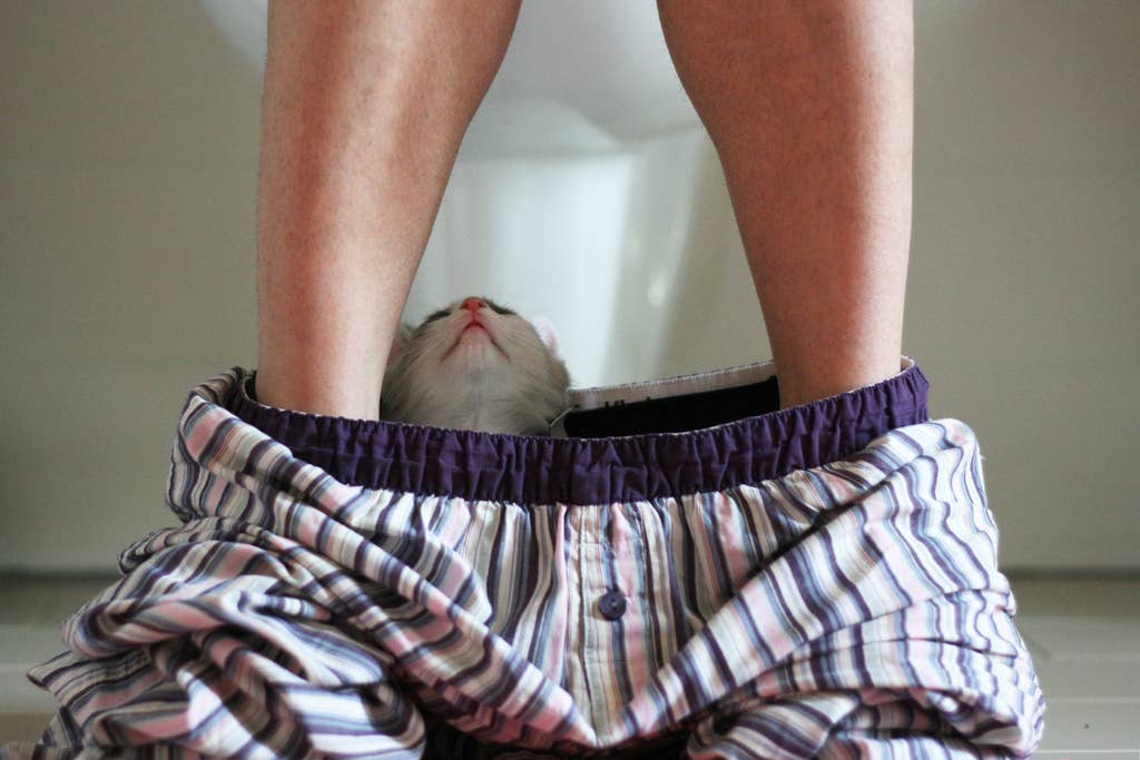 Multi Color Cat hiding in pajamas of man sitting on a toilet Art Print Poster  for wholesale on Faire0