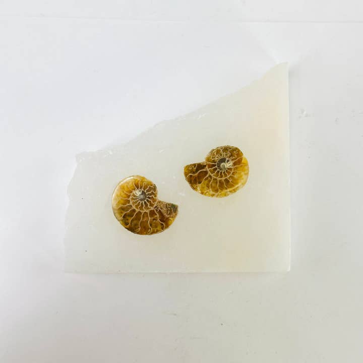 Rock Paradise - Wholesale Spiritual Stone/Crystal - Ammonite Fossil Slices - Small Pairs - You Choose4