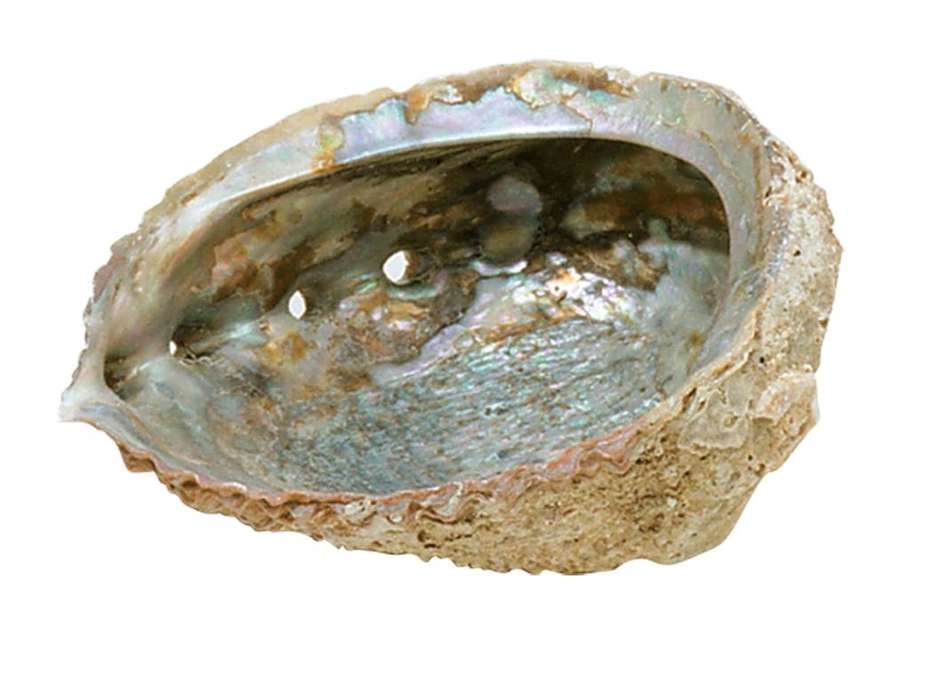 Triloka - Wholesale Smudge Plate - Abalone Shell - Large0