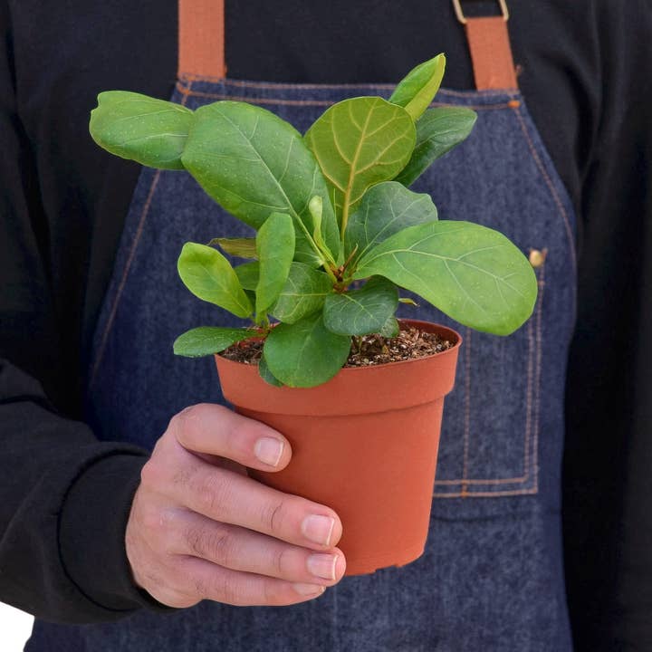 House Plant Wholesale WEST - Wholesale Live Plant - Ficus Lyrata 'Fiddle Leaf Fig'