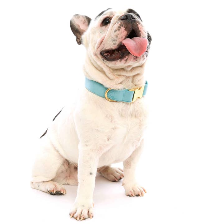 The Foggy Dog - Wholesale Pet collar – Dog - Robin's Egg Blue Velvet Spring Dog Collar3