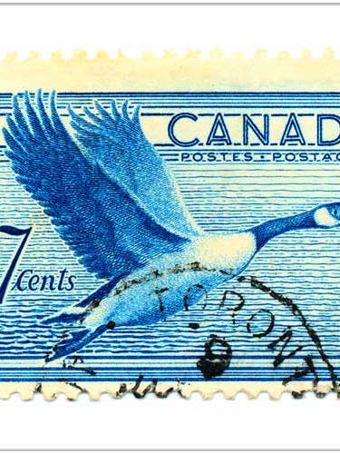 Bernache du Canada pour la vente par Finalina