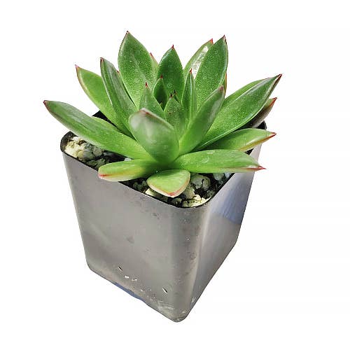Best Plant Friend - Wholesale Succulent - Echeveria Agavoides Christmas Live Succulent in 2in/4in Pot5