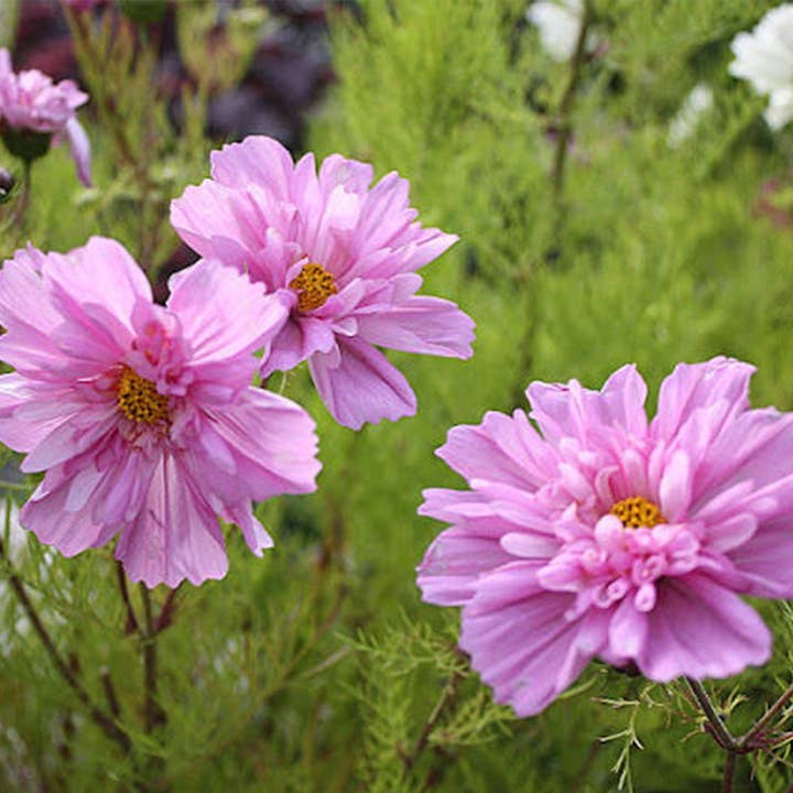 Herboo – wholesale Plant seeds – Flower Posy Seed Set1