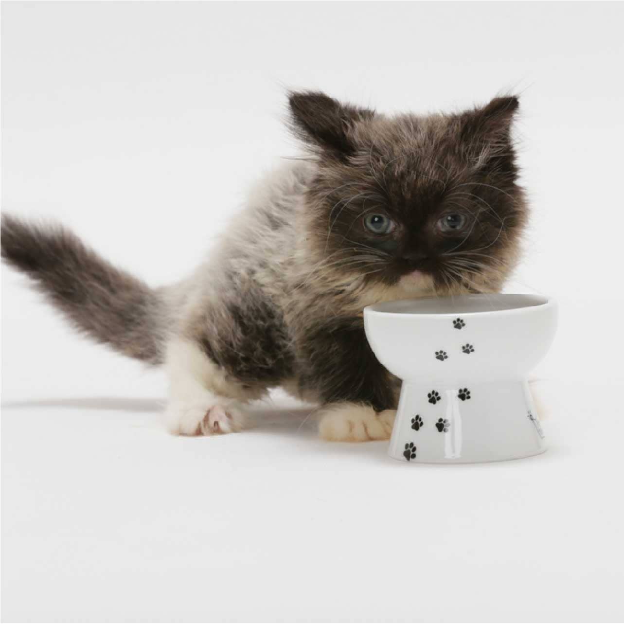 MOON-X USA, INC. - Vendita all'ingrosso Ciotola - Cani e gatti - Ciotola rialzata per alimenti per gatti (gatto7